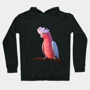 Silly Galah Hoodie